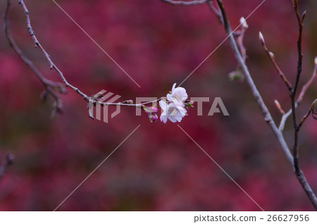 Permanent cherry tree in autumn leaves back Permanent cherry tree in autumn leaves back 26627956