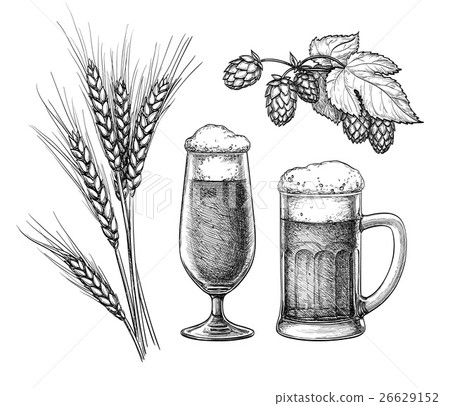Hops, malt, beer glass and beer mug 26629152