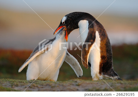 Feeding scene. Young gentoo penguin beging 26629195