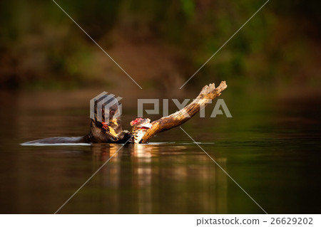 Giant Otter, Pteronura brasiliensis, portrait Giant Otter, Pteronura brasiliensis, portrait 26629202