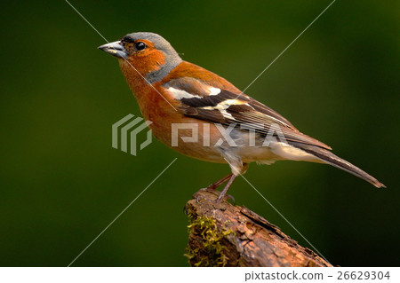 Chaffinch, Fringilla coelebs, orange songbird Chaffinch, Fringilla coelebs, orange songbird 26629304