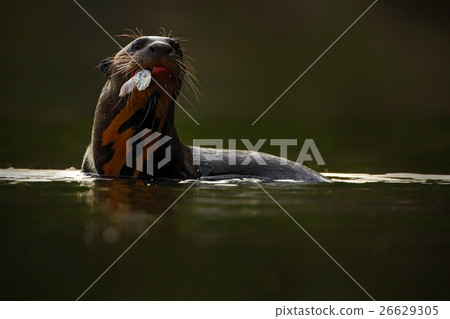 Giant Otter, Pteronura brasiliensis, portrait 26629305