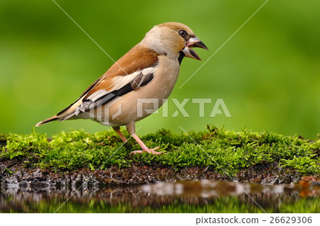 Songbird, Hawfinch, Coccothraustes coccothraustes Songbird, Hawfinch, Coccothraustes coccothraustes 26629306