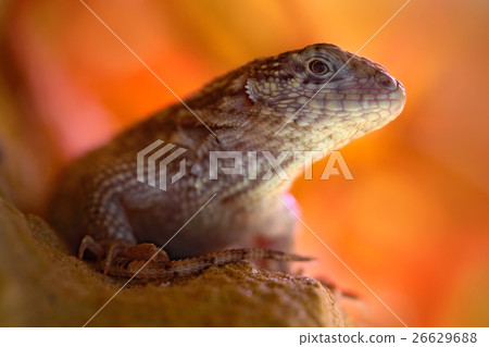 Northern Curly-tailed Lizard, Leiocephalus 26629688