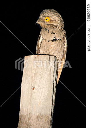 Common Potoo, Nyctibius griseus, nocturnal 26629689