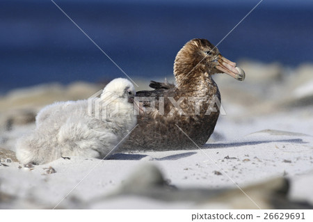 Giant petrel, Macronetes giganticus, big sea bird 26629691