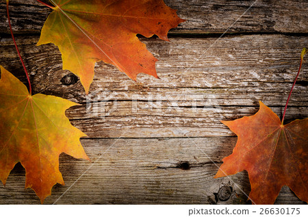 Autumn maple leaves on wooden background 26630175