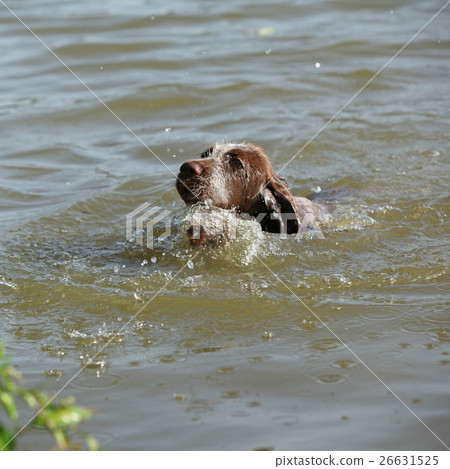 First bath of this puppy 26631525