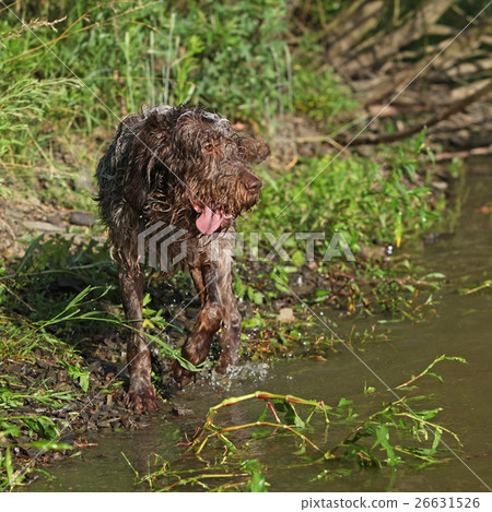 Italian wire-haired pointing dog in summer 26631526