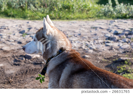 Husky dog portrait on the nature 26631765