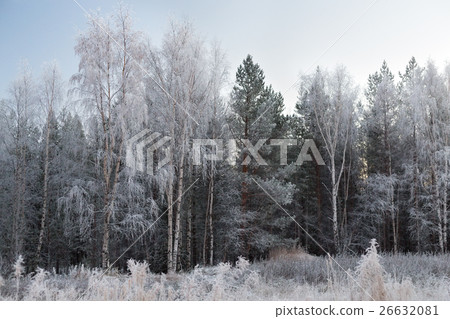 Trees in hoarfrost 26632081