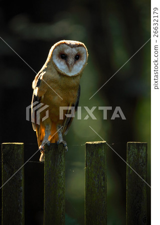 Barn owl sitting on wooden fence with dark green Barn owl sitting on wooden fence with dark green 26632179