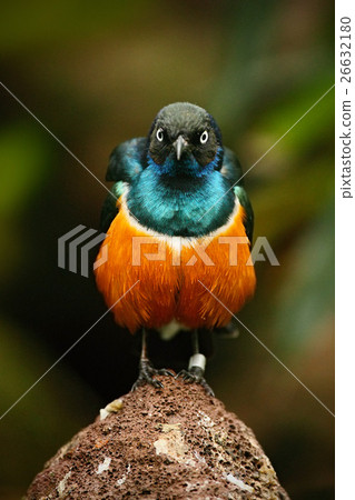 Superb Starling, exotic blue and orange bird 26632180