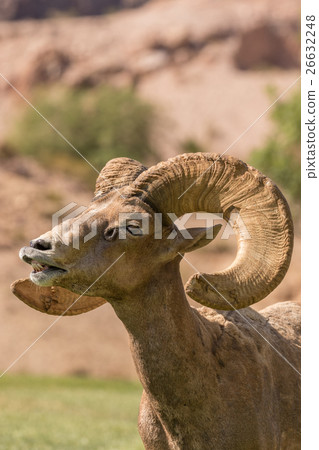 Desert Bighorn Sheep Ram Desert Bighorn Sheep Ram 26632248