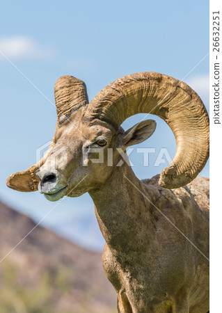 Desert Bighorn Sheep Ram 26632251