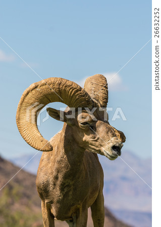 Desert Bighorn Sheep Ram Desert Bighorn Sheep Ram 26632252