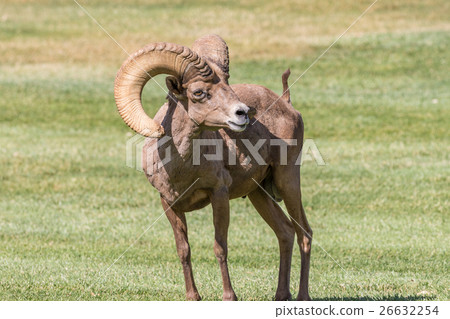 Desert Bighorn Sheep Ram Desert Bighorn Sheep Ram 26632254