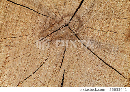 Oak texture on the cut. Natural background 26633441