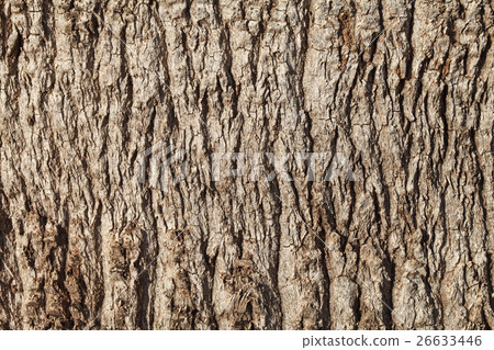Texture of palm tree bark. Natural background Texture of palm tree bark. Natural background 26633446