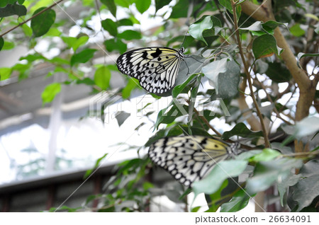 Colorful Butterfly sitting on a Leaf Close up 10 Colorful Butterfly sitting on a Leaf Close up 10 26634091