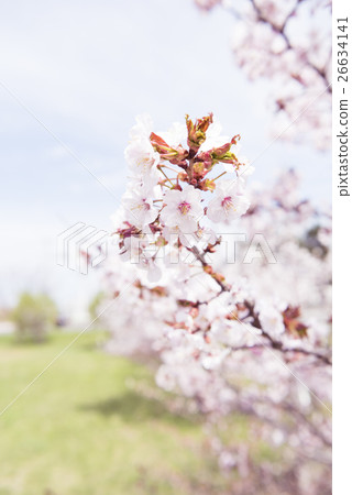 Cherry blossoms in full bloom (shallow depth of field) 26634141