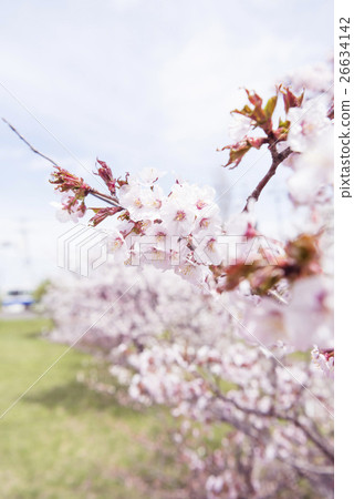 櫻花盛開（淺景深） 26634142