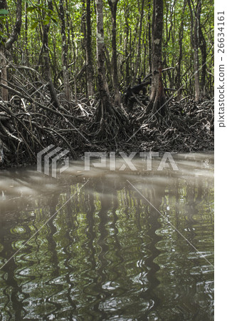 Mangrove tree at Havelock island, India Mangrove tree at Havelock island, India 26634161