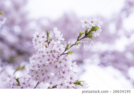 Yoshino cherry tree (soft depiction) 26634195