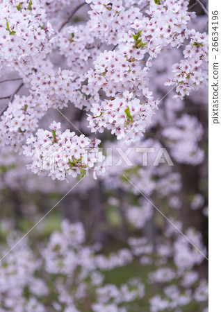 Yozakura Simei Yoshino 26634196