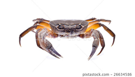 fiddler crab isolated on white background 26634586
