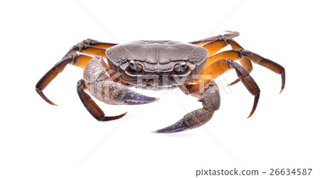 fiddler crab on white background 26634587