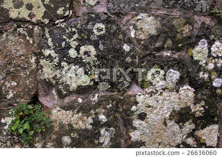 Lichen on old stone 26636060