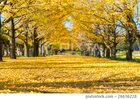 Ginkgo bunches 26636228