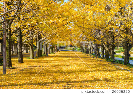 Ginkgo bunches 26636230