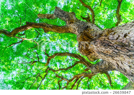 Forest trees Forest trees 26639847