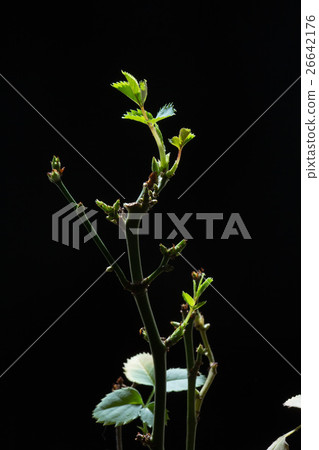 stem roses with panicle bunch in flower pot, black stem roses with panicle bunch in flower pot, black 26642176