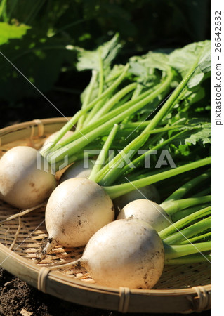 Harvest of turnip Harvest of turnip 26642832