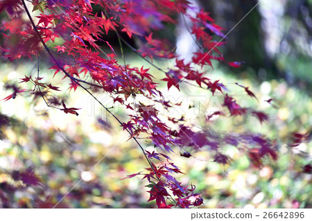 Autumn leaves Autumn leaves 26642896