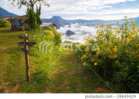 Morning fog on sunrise in the Phulanka, Phayao Morning fog on sunrise in the Phulanka, Phayao 26643429