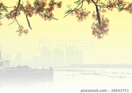 background of red flamboyant and city building background of red flamboyant and city building 26643751