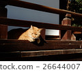 Shrine's cat 26644007
