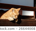 Cats in the shrine up 26644008