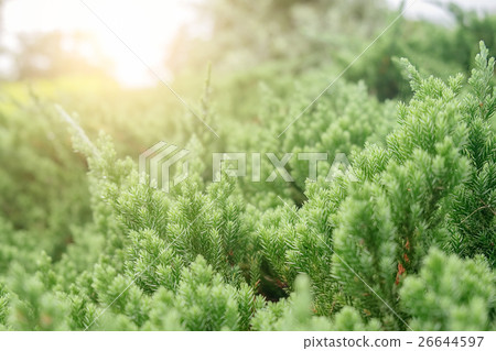 Misty forest at sunrise. Pine-trees Misty forest at sunrise. Pine-trees 26644597