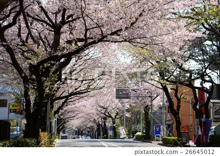 Cherry blossom trees in front of Nerima Kasuga-cho station 26645012