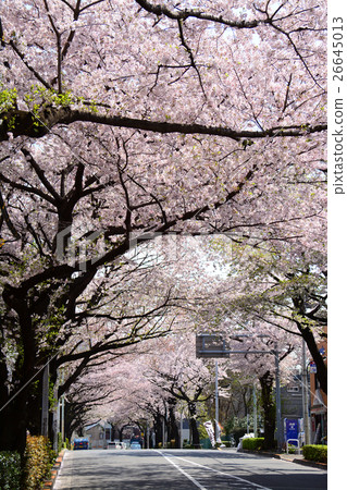 Cherry blossom trees in front of Nerima Kasuga-cho station 26645013