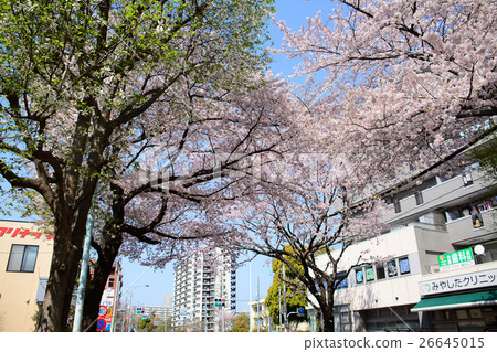 Nerima春日町站前的櫻花樹 Nerima春日町站前的櫻花樹 26645015
