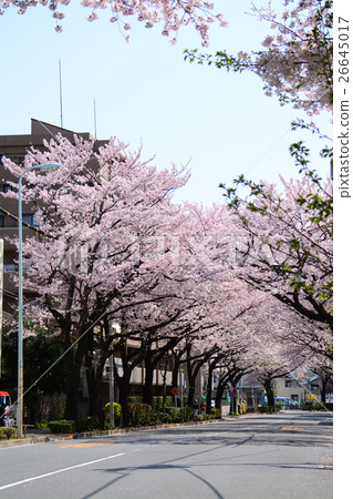 Cherry blossom trees in front of Nerima Kasuga-cho station Cherry blossom trees in front of Nerima Kasuga-cho station 26645017