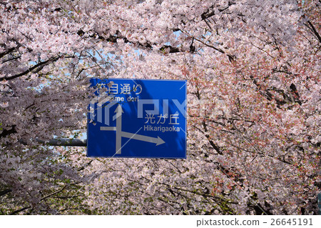 Nerima Kasuga駐地駐地前面的櫻花樹 Nerima Kasuga駐地駐地前面的櫻花樹 26645191