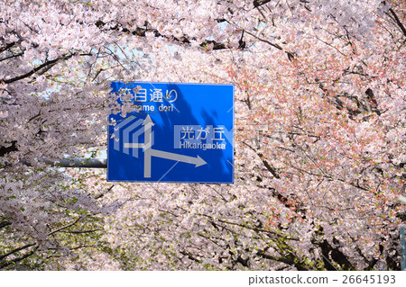 Nerima Kasuga駐地駐地前面的櫻花樹 Nerima Kasuga駐地駐地前面的櫻花樹 26645193