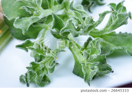 Ice Plant 26645333